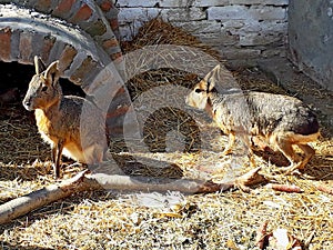 Photography of Patagonian mara Dolichotis patagonum