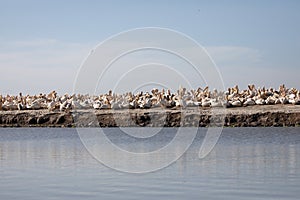 photography of pelicans in the Djoudj National Park in Senegal