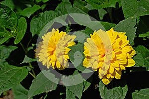 Photography of Perennial sunflower Helianthus multiflorus Flore-pleno photo