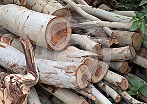 a photography of a pile of birch logs with a few leaves, lumbermill pile of birch logs piled on top of each other