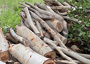 a photography of a pile of birch logs sitting in the grass, lumbermill pile of birch logs and twigs in a field