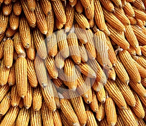 a photography of a pile of corn that is yellow, a close up of a pile of corn with a bunch of yellow ones