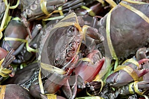 a photography of a pile of purple crabs with yellow ribbon