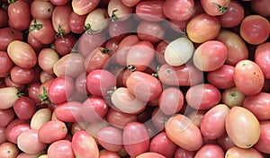 a photography of a pile of tomatoes with green leaves on them, rose hippeatries are piled up in a pile and ready to be picked