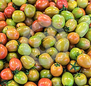 a photography of a pile of tomatoes with green and red tomatoes