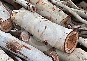 a photography of a pile of white birch logs with brown spots, lumbermill of white birch logs piled together in a pile
