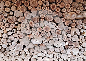 a photography of a pile of wood with a green plant in the middle, lumbermill of wood stacked up in a pile with a green plant