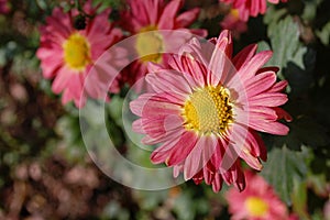 Photography of pink Chrysanthemum indicum flowers