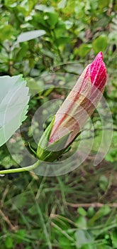 a photography of a pink flower budding in the middle of a forest, capitulum of a pink flower budding in the woods photo