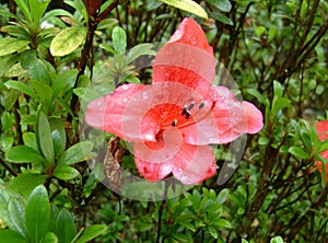 a photography of a pink flower with water droplets on it, pismire flower with water droplets on petals in a garden