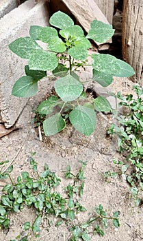 a photography of a plant growing out of the ground in the dirt, flowerpot plant growing out of the ground in the dirt