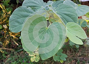 a photography of a plant with large green leaves in a garden, flowerpot shaped leaves of a plant with a green center