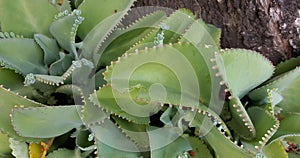 a photography of a plant with many leaves and a tree in the background, pismire plant with green leaves and white dots on it photo