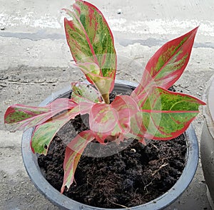 a photography of a plant in a pot on the ground, flowerpot with a plant in it sitting on a sidewalk