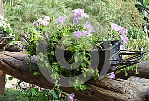 a photography of a planter with purple flowers on a log, flowerpots are sitting on a log with purple flowers