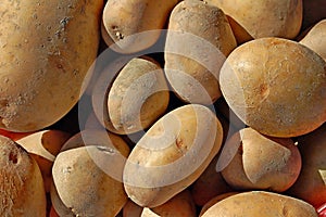 Photography of potatoes solanum tuberosum
