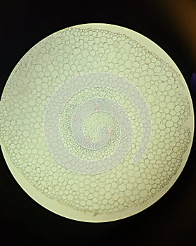 Primary structure of root, permanent microscopic photography