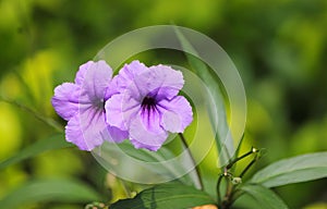 a photography of a purple flower with green leaves in the background, flowerpot with purple flowers in a green garden with leaves