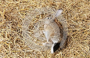 a photography of a rabbit laying on top of a pile of hay