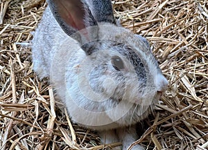 a photography of a rabbit sitting in a pile of straw, hare sitting in straw with ears wide open