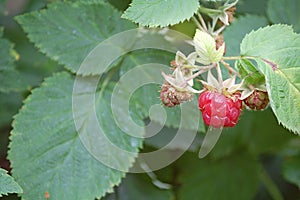 Photography of raspberries Rubus idaeus