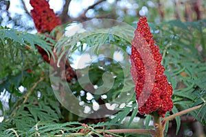Photography of Rhus typhina, the staghorn sumac