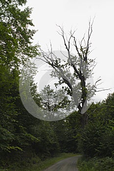 Photography of a road in the forest with trees photo