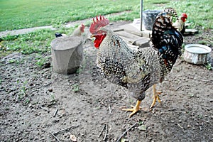 Photography of rooster, cockerel or cock Gallus gallus domesticus