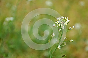 Photography of shepherd's purse plant flower Capsella bursa-pastoris