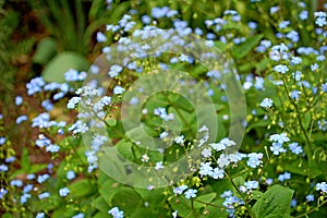 Photography of Siberian bugloss, largeleaf brunnera, or heartleaf flowers Brunnera macrophylla photo