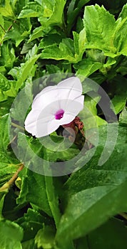 a photography of a single flower in a field of green leaves, flowerpot in the middle of a green plant with a pink center