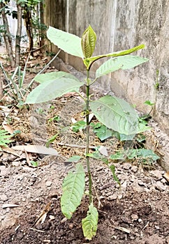 a photography of a small plant growing out of the ground, custard apple tree growing in dirt in front of a concrete wall