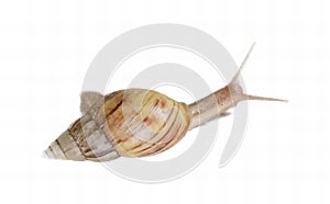 a photography of a snail with a long tail and a shell, there is a snail that is sitting on a white surface