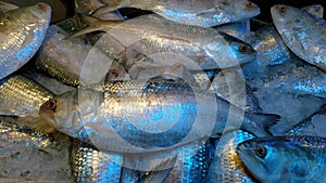 Photography of tasty sea Hilsa fish