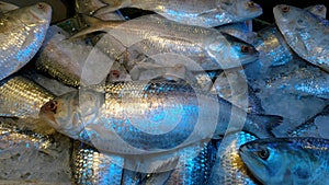 Photography of tasty sea Hilsa fish photo