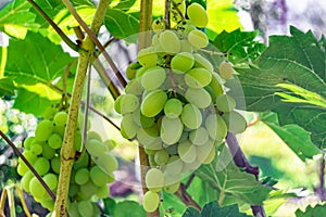 Photography on theme beautiful berry branch grape bush