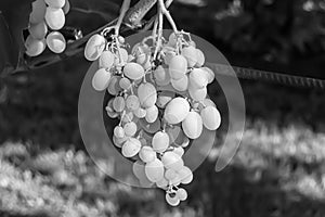 Photography on theme beautiful berry branch grape bush