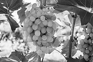 Photography on theme beautiful berry branch grape bush