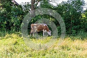 Photography on theme beautiful big milk cow