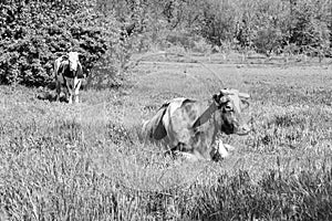 Photography on theme beautiful big milk cow grazes on dark meadow under light sky