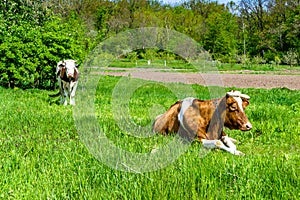 Photography on theme beautiful big milk cow grazes on green meadow under blue sky