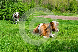 Photography on theme beautiful big milk cow grazes on green meadow under blue sky