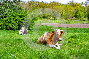 Photography on theme beautiful big milk cow grazes on green meadow under blue sky