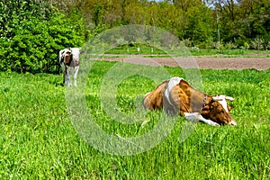 Photography on theme beautiful big milk cow grazes on green meadow under blue sky