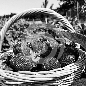 Photography on theme beautiful plant bush strawberry