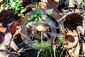 Photography to theme large beautiful poisonous mushroom in forest on leaves background