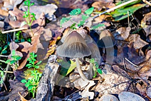 Photography to theme large beautiful poisonous mushroom in forest on leaves background