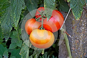 Photography of tomato fruit of the plant Solanum lycopersicum