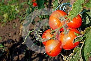Photography of tomato fruit of theplant Solanum lycopersicum