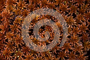 A photography of top view on ground covered in red moss